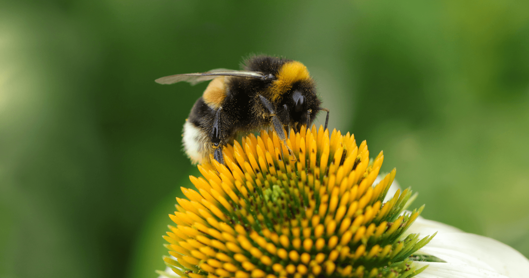 Are Bees Good for Gardens