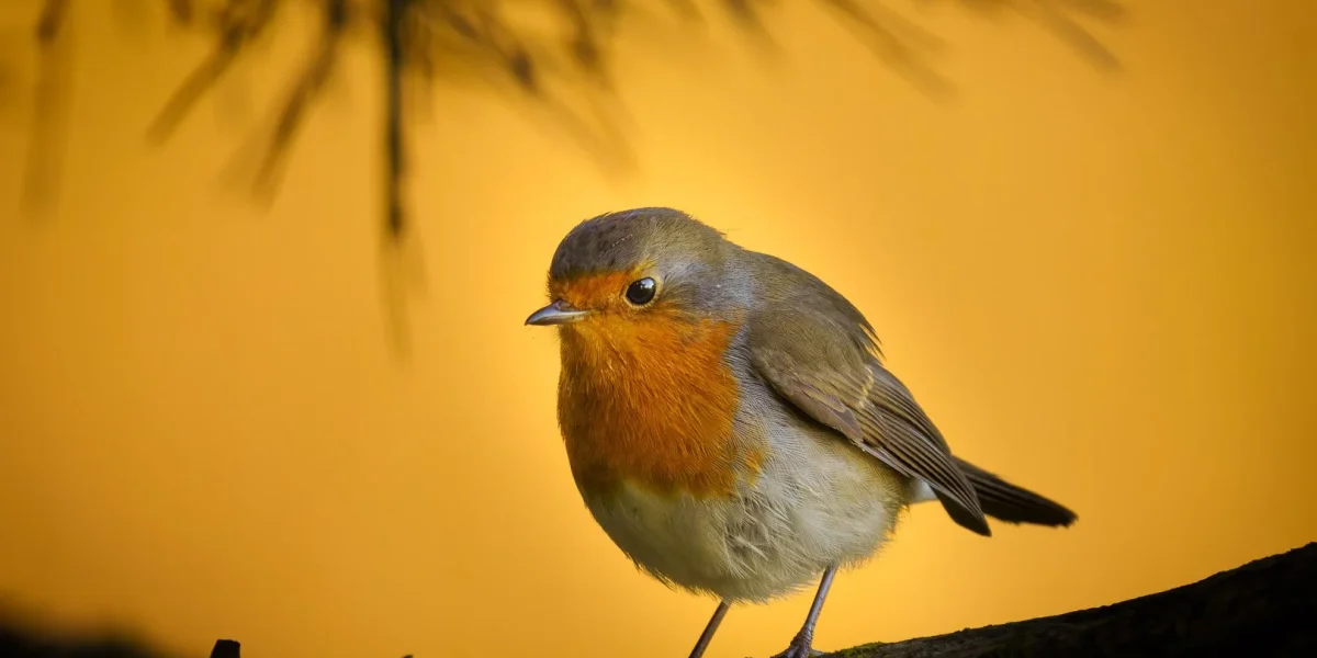 Early Bird Landscaping Special