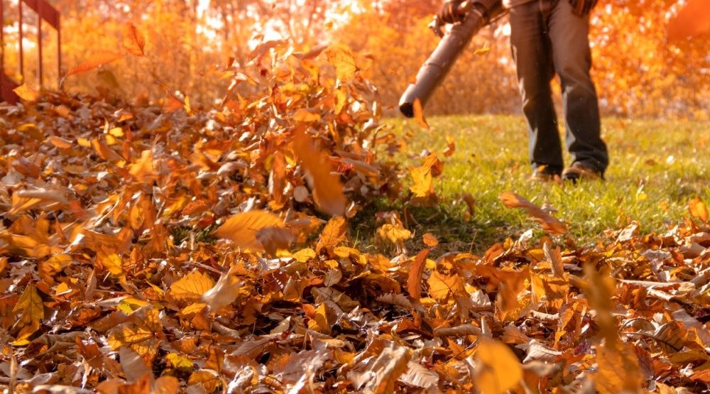 Huge pile of crispy golden leaves being blown into pile on a sunny autumn day