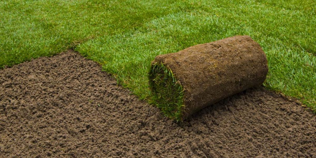 Sod Seeding